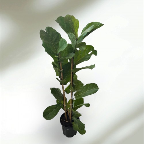 Keman Yapraklı Ficus Kauçuk Keman Yapraklı Ficus Kauçuk